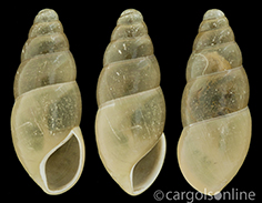 IMG_detallada/Cochlicopa lubrica.jpg